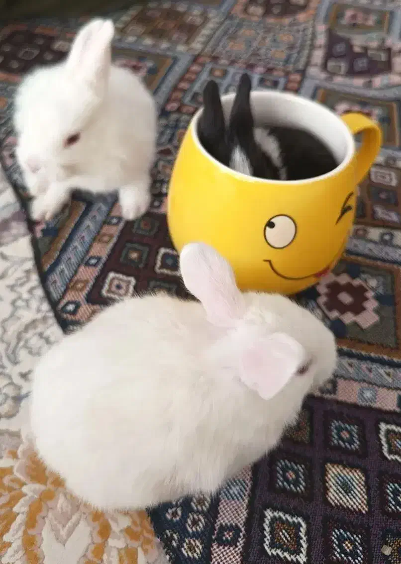 بچه خرگوش  اندازه نصف کف دست|موش و خرگوش|قم, باجک سه|دیوار