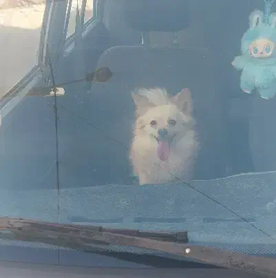 سگ پامر اشپیز روباهی|سگ|یزد, |دیوار