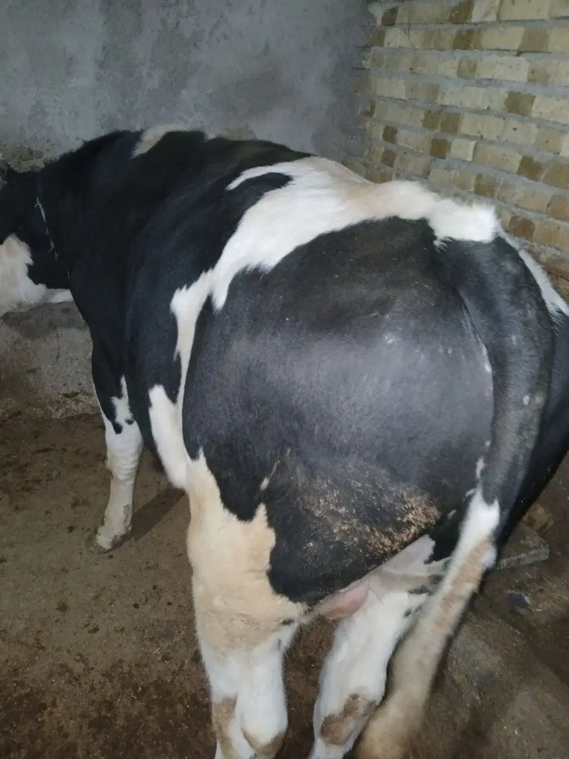 گوساله نر سیمینتال چاق و کشتاری|حیوانات مزرعه|خرمدره, |دیوار