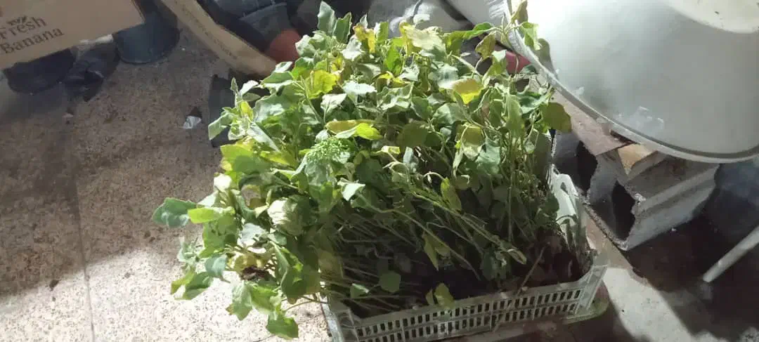 90 عدد نشا بادمجان دلمه رامهرمز|گل و گیاه طبیعی|رامهرمز, |دیوار