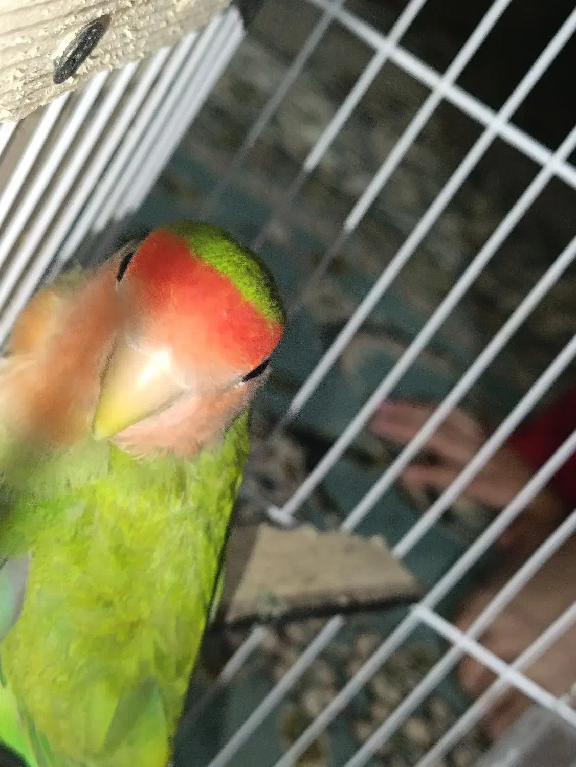 طوطی برزیلی کوتوله نر بالغ|پرنده|زابل, |دیوار