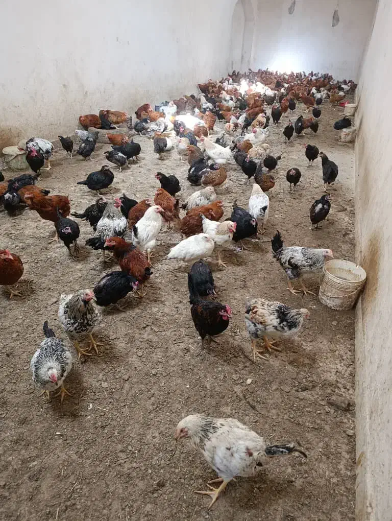 مرغ|حیوانات مزرعه|تفت, |دیوار