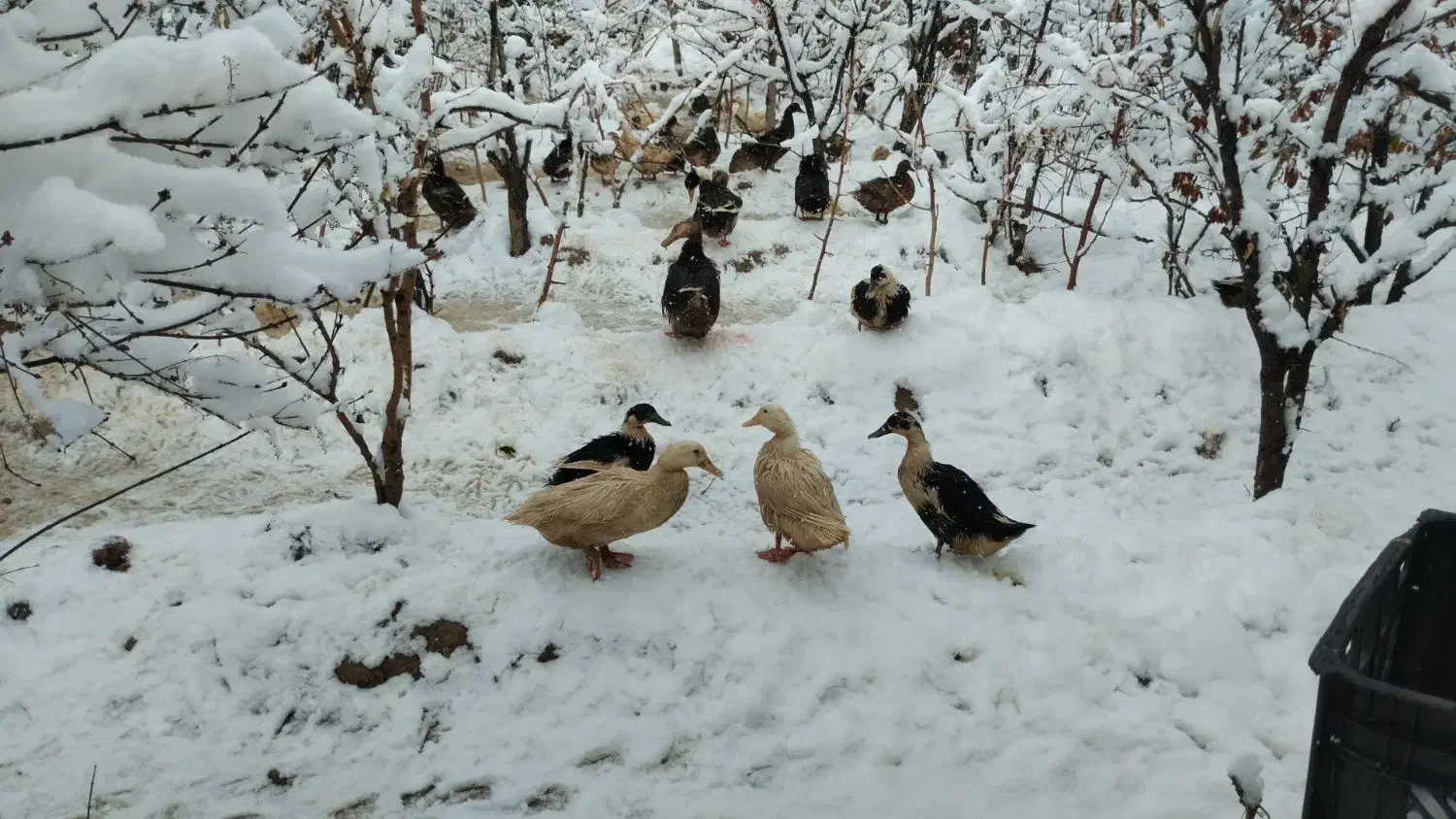 اردک|حیوانات مزرعه|تیران, |دیوار