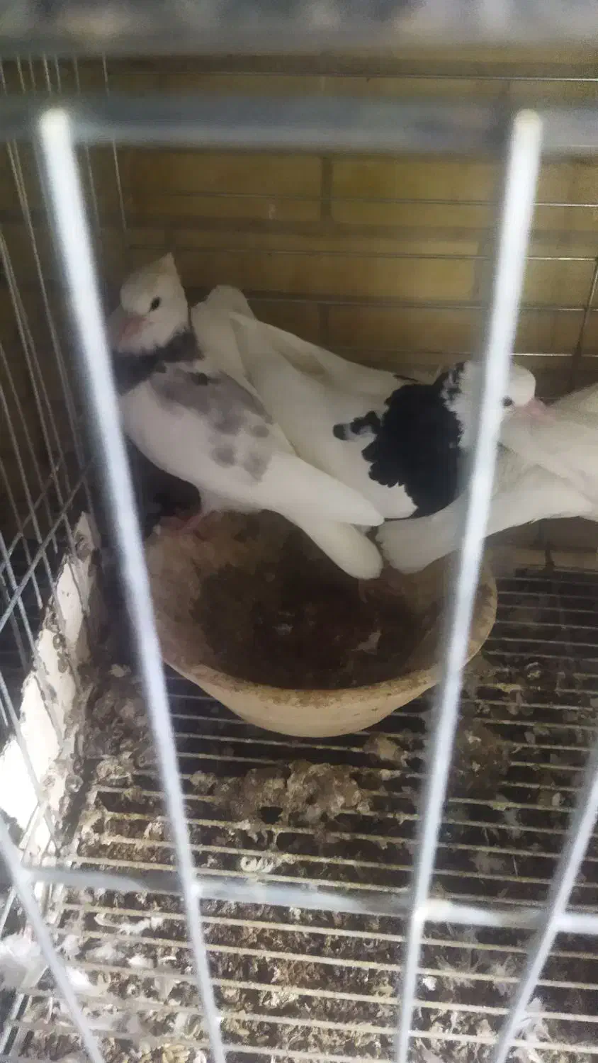 فروش جوجه دون خور طوقی|پرنده|اشکذر, |دیوار