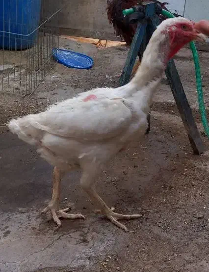 مرغ و خروس لاری|حیوانات مزرعه|رباطکریم, رباطکریم|دیوار