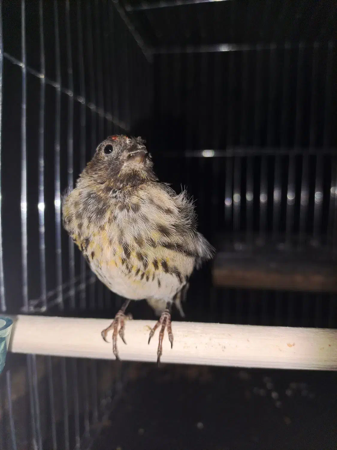 گلبسر|پرنده|کرمان, |دیوار