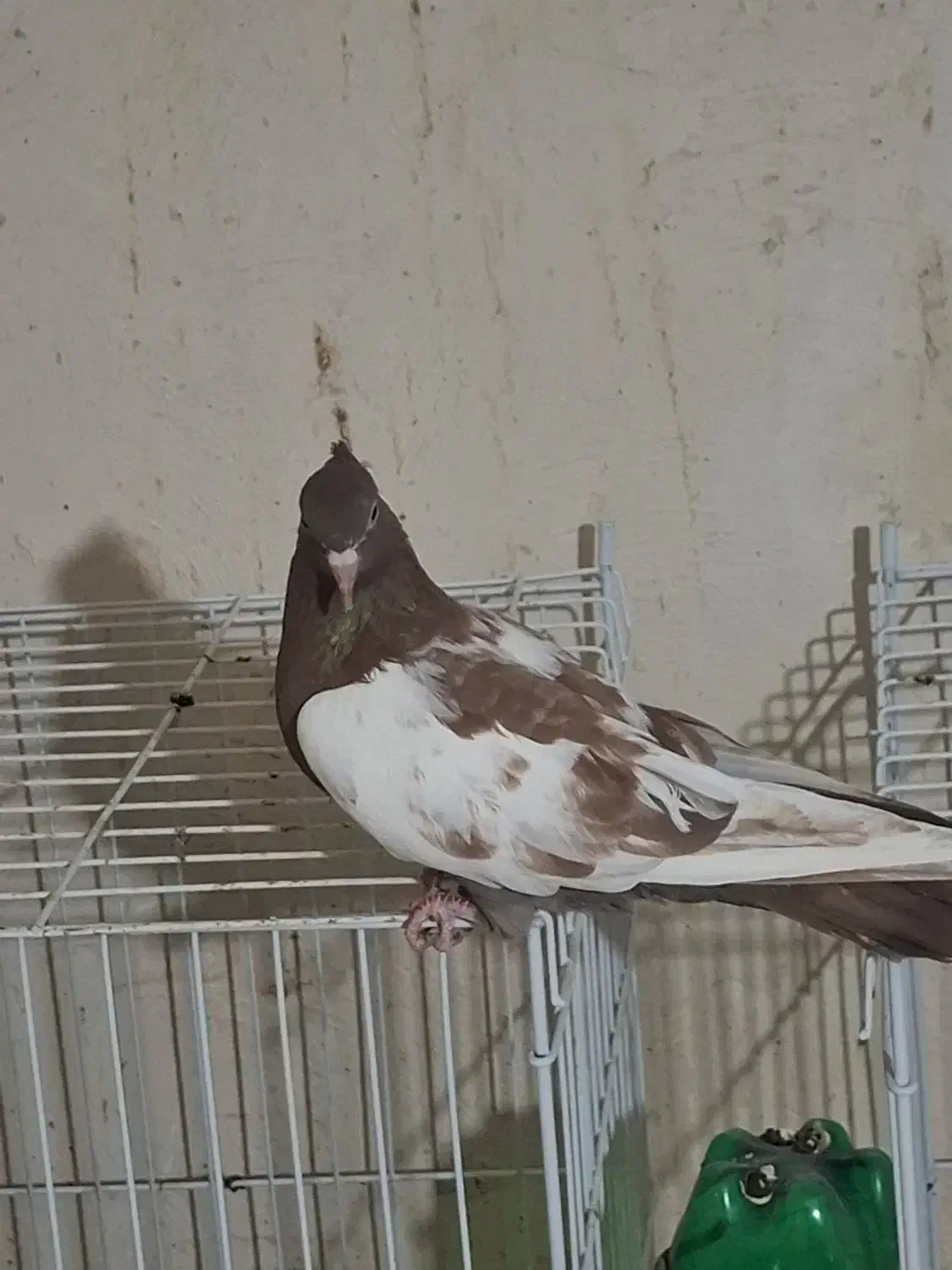 سینه سرخ ماده|پرنده|خورموج, |دیوار