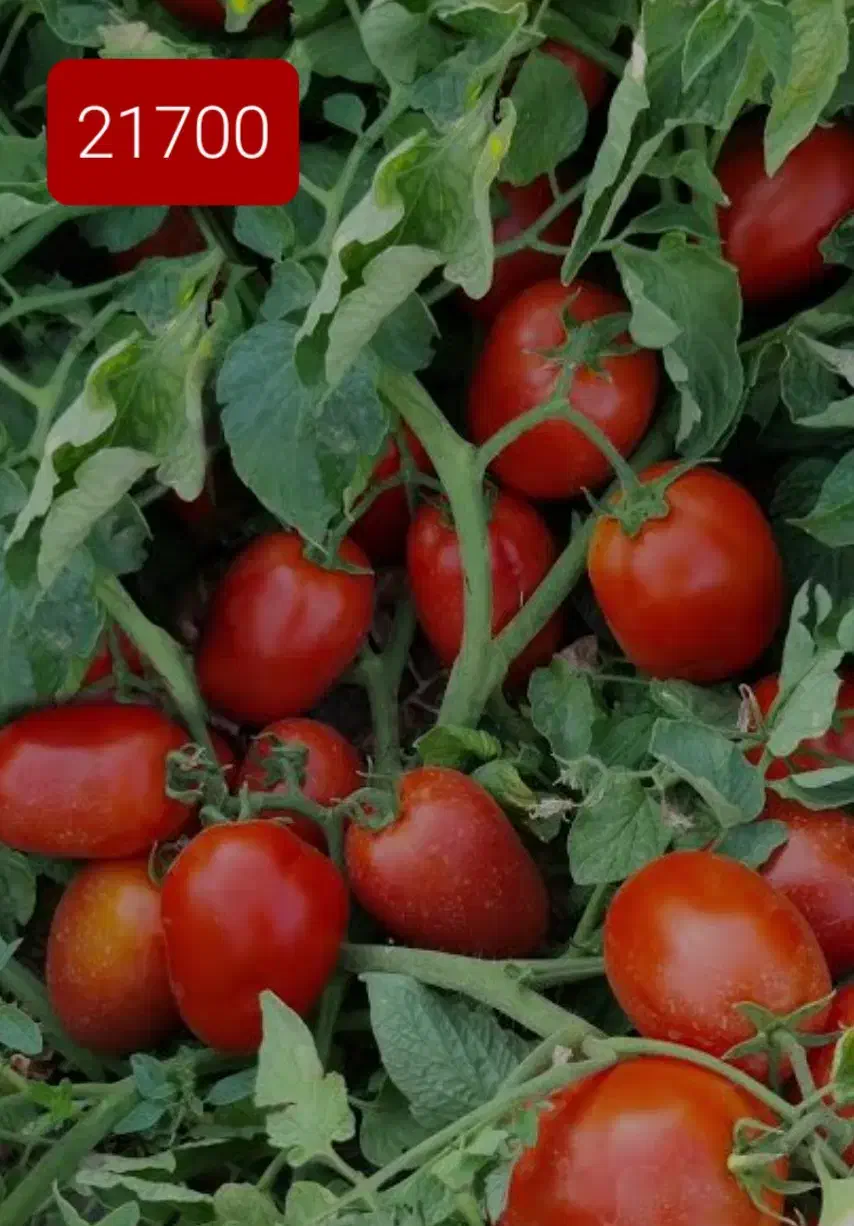 بذر گوجه فرنگی وادارو 1012 و 21700|خدمات باغبانی و درختکاری|قزوین, |دیوار