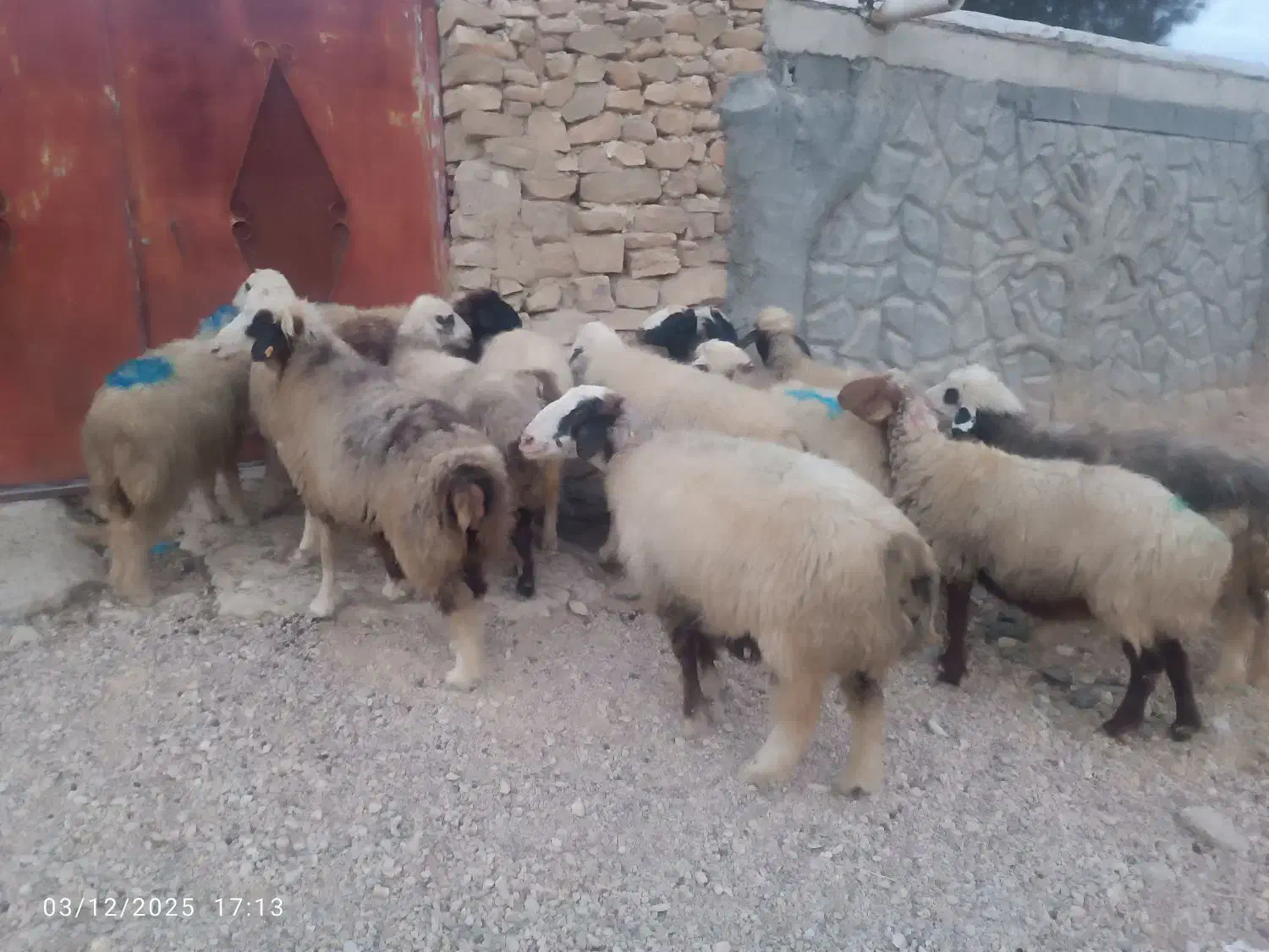 میش بره دار و آبستن گلون گرم|حیوانات مزرعه|شیراز, شهرک والفجر|دیوار