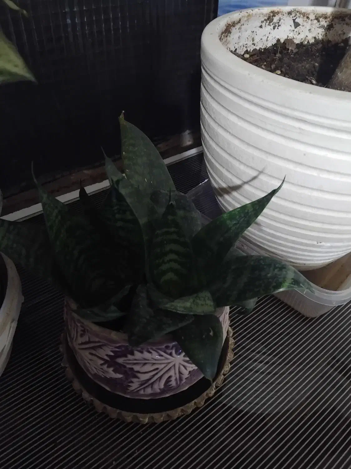 گل وگلدان|گل و گیاه طبیعی|تهران, سردارجنگل|دیوار