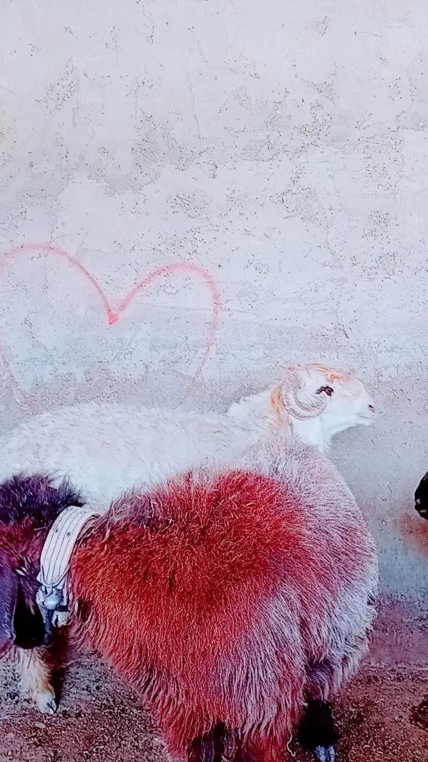 کووه نرمیشی چاق ومست|حیوانات مزرعه|شوشتر, |دیوار