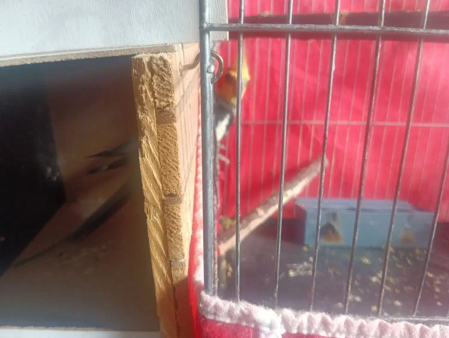 عروس هلندی|پرنده|دامغان, |دیوار