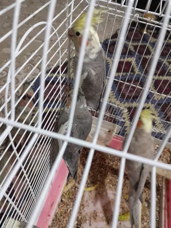 عروس هلندی|پرنده|مهاجران, |دیوار