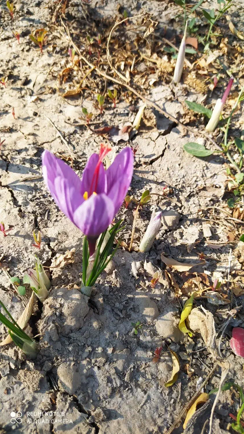 زعفران خشک امسالی|خوردنی و آشامیدنی|گوگان, |دیوار