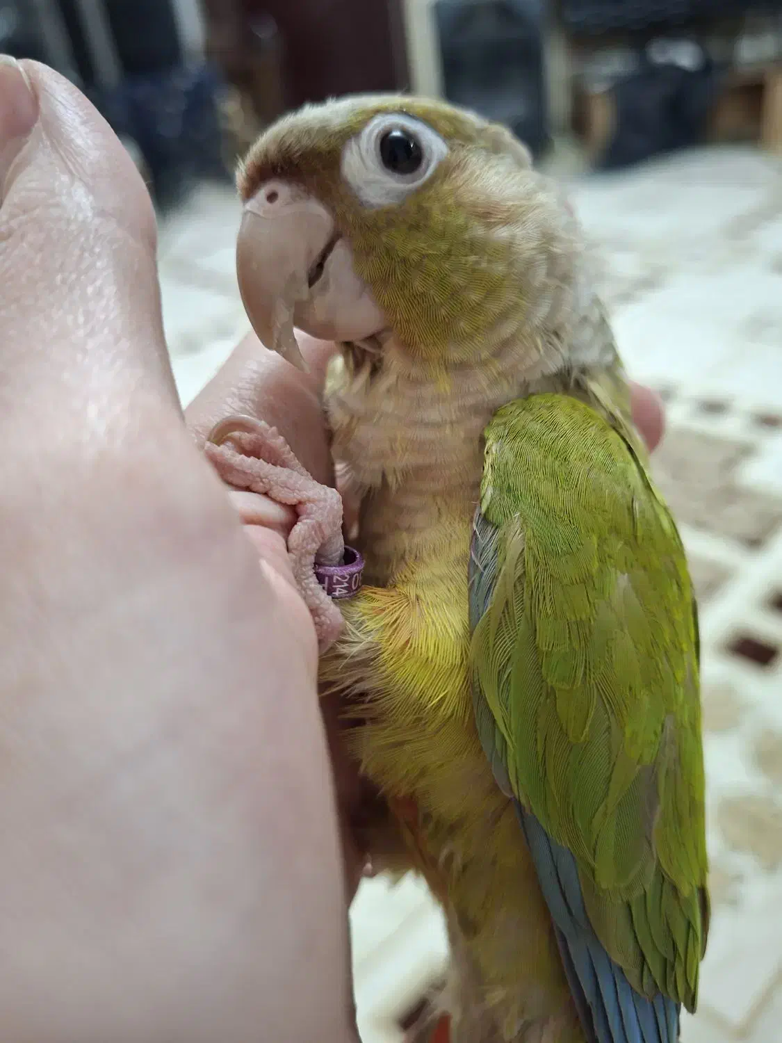 طوطی گرینچیک|پرنده|تهران, یافت‌آباد|دیوار