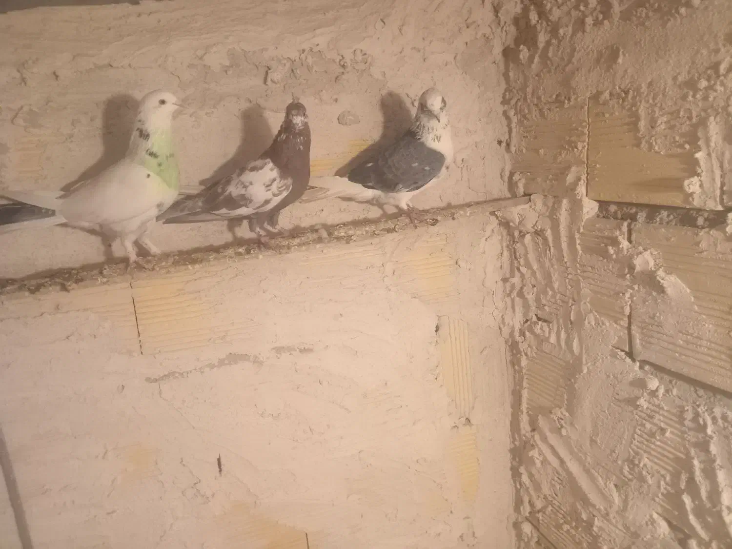 کبوتر|پرنده|اردبیل, |دیوار