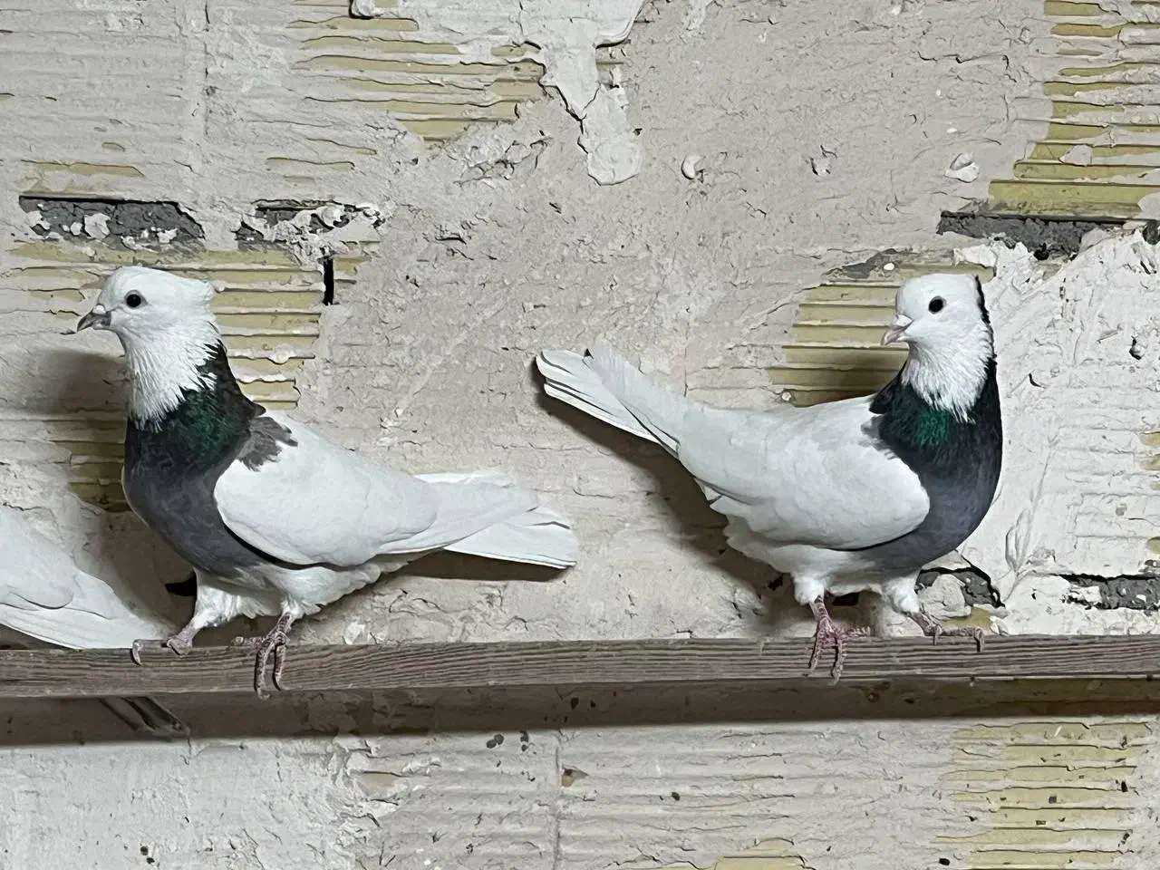 کبوتر طوقی|پرنده|رزن, |دیوار