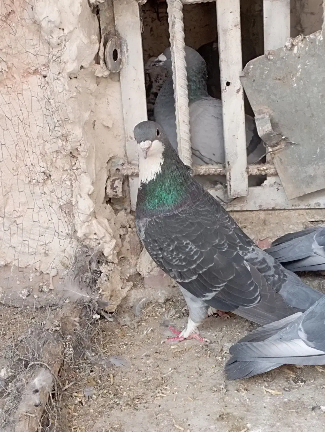 ریش|پرنده|خاش, |دیوار