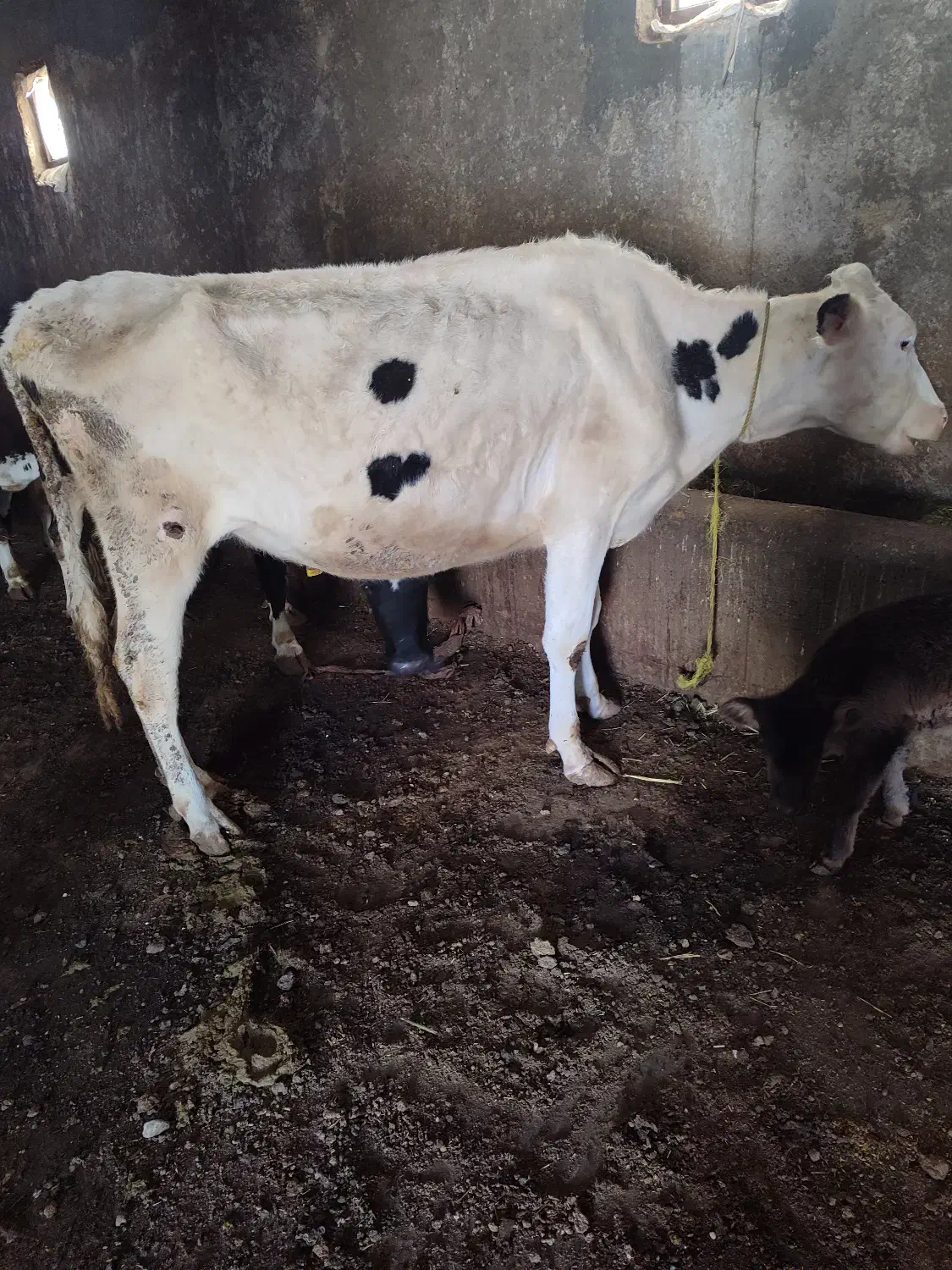 فروش گاو|حیوانات مزرعه|شادیان, |دیوار