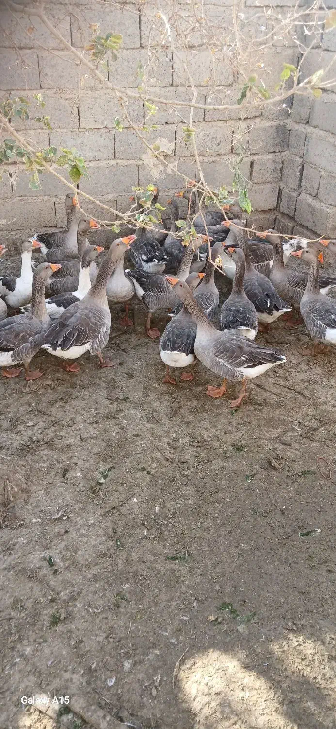 بت (غاز)|حیوانات مزرعه|زابل, |دیوار