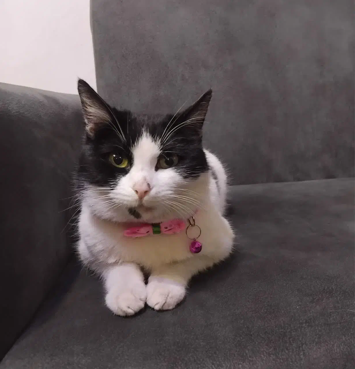 گم شده|حیوانات|رشت, حمیدیان|دیوار