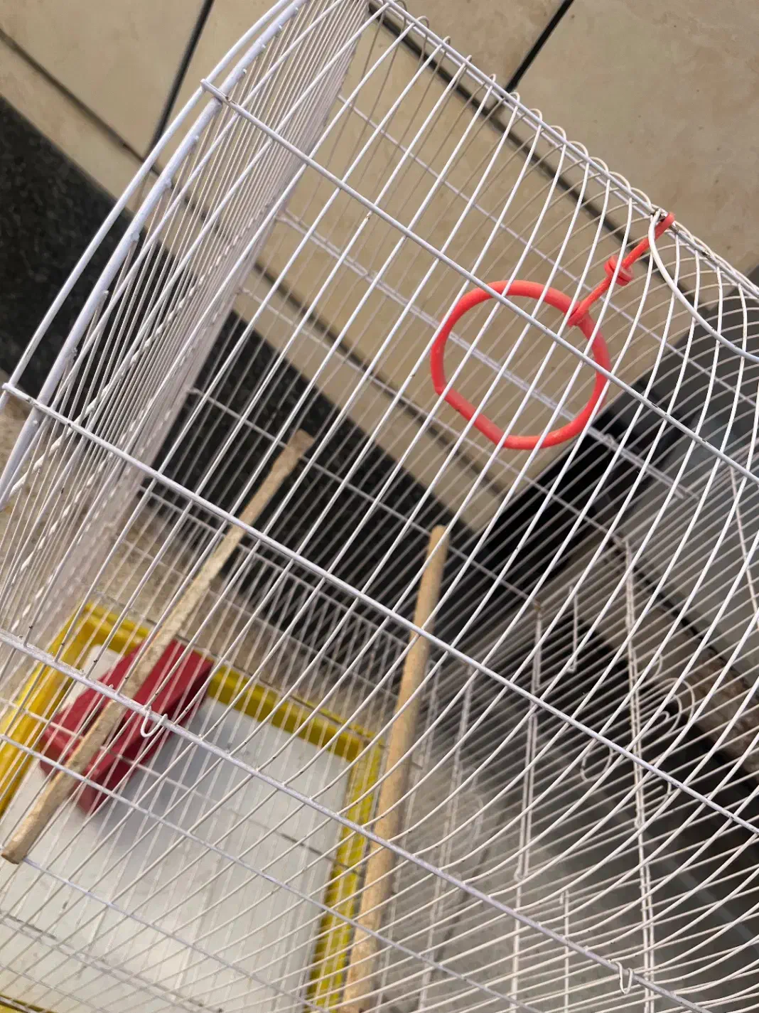 قفس|پرنده|اهواز, فاز ۱ پادادشهر|دیوار