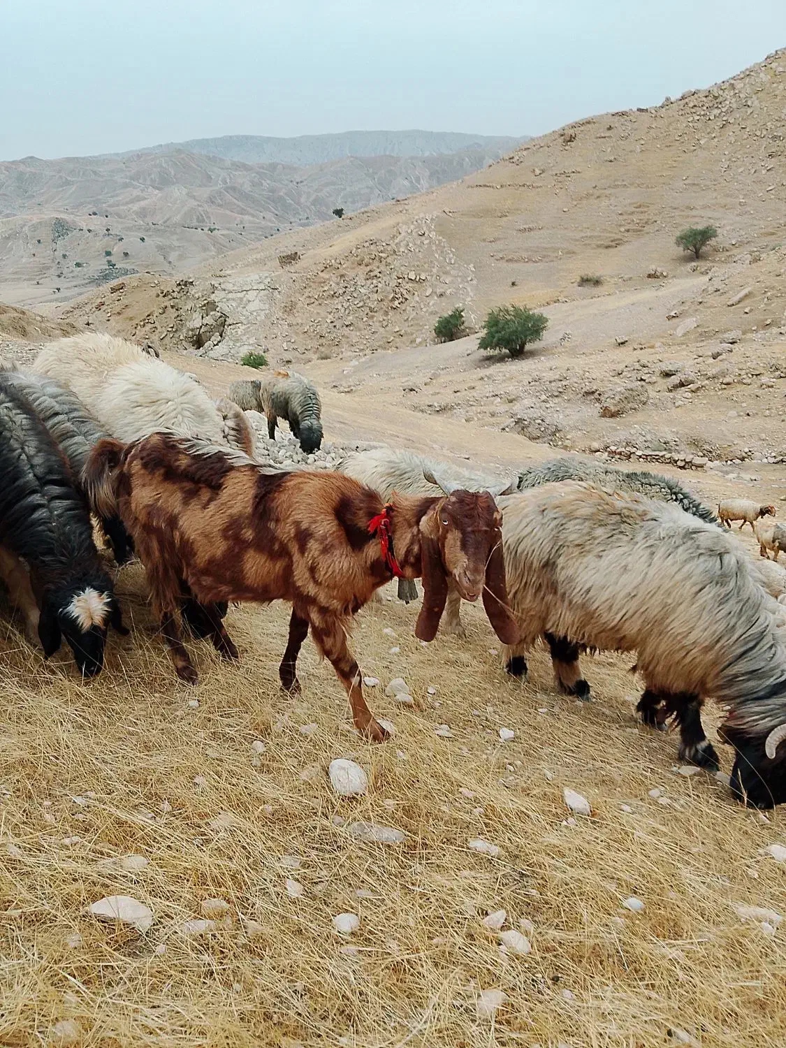 بز داشتی|حیوانات مزرعه|اندیکا, |دیوار