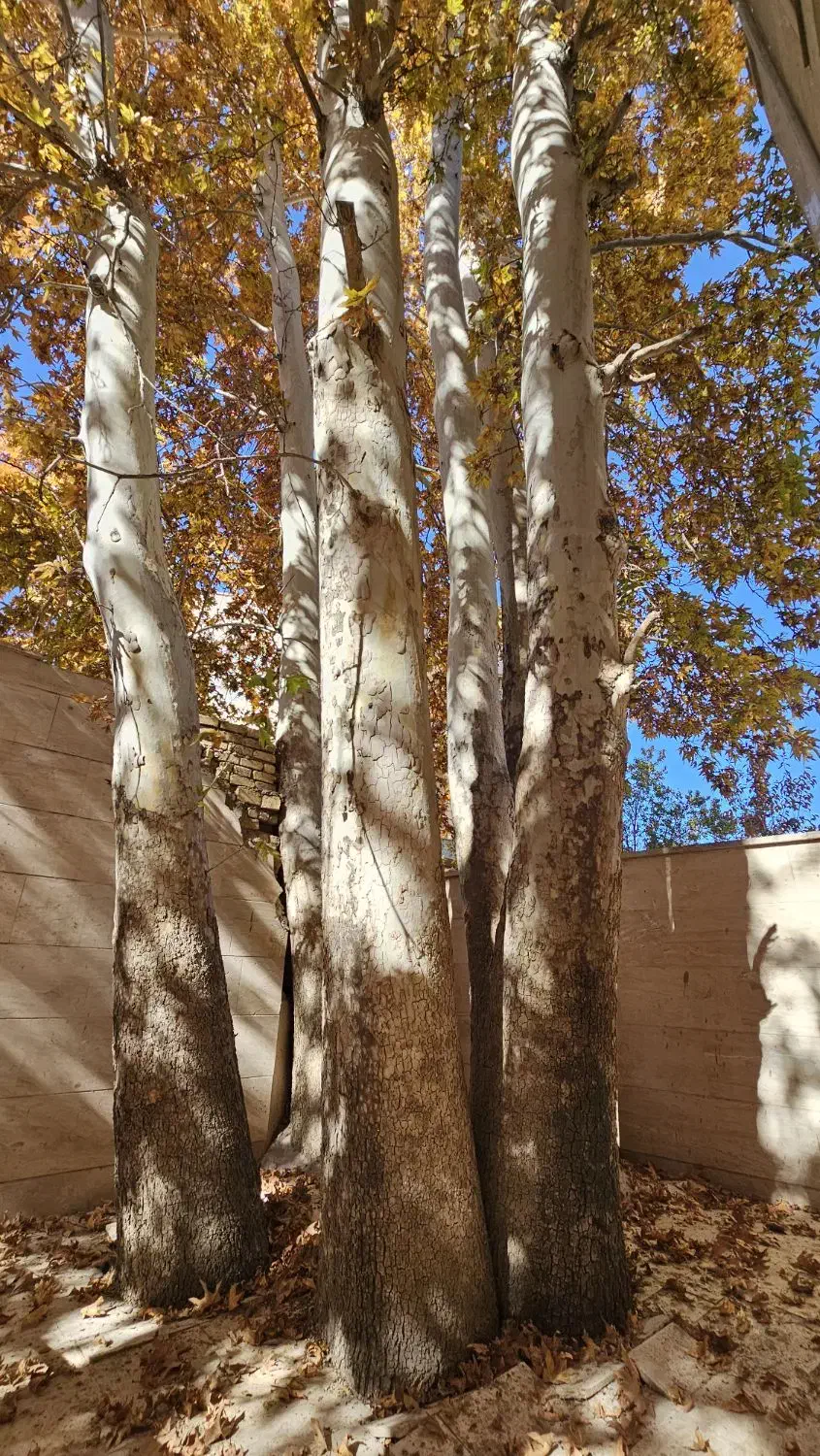 آپارتمان ۱۰۶ متری با جوی آب دائمی و درختان چنار|فروش آپارتمان|محلات, |دیوار