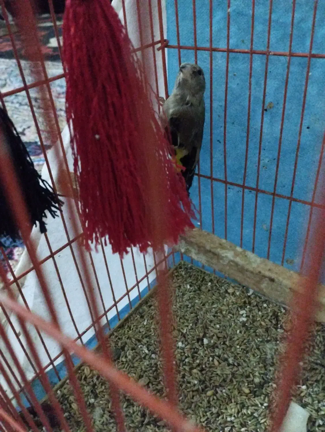 سهره جوجه جوانه|پرنده|تربت جام, فاز ۱ فرهنگیان|دیوار