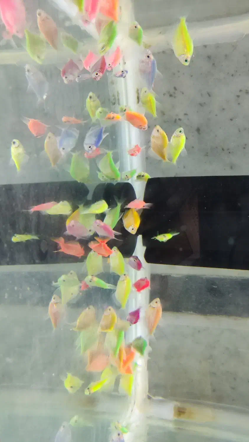 آکواریوم دریا ماهی جدید رسید|ماهی|بیرجند, |دیوار