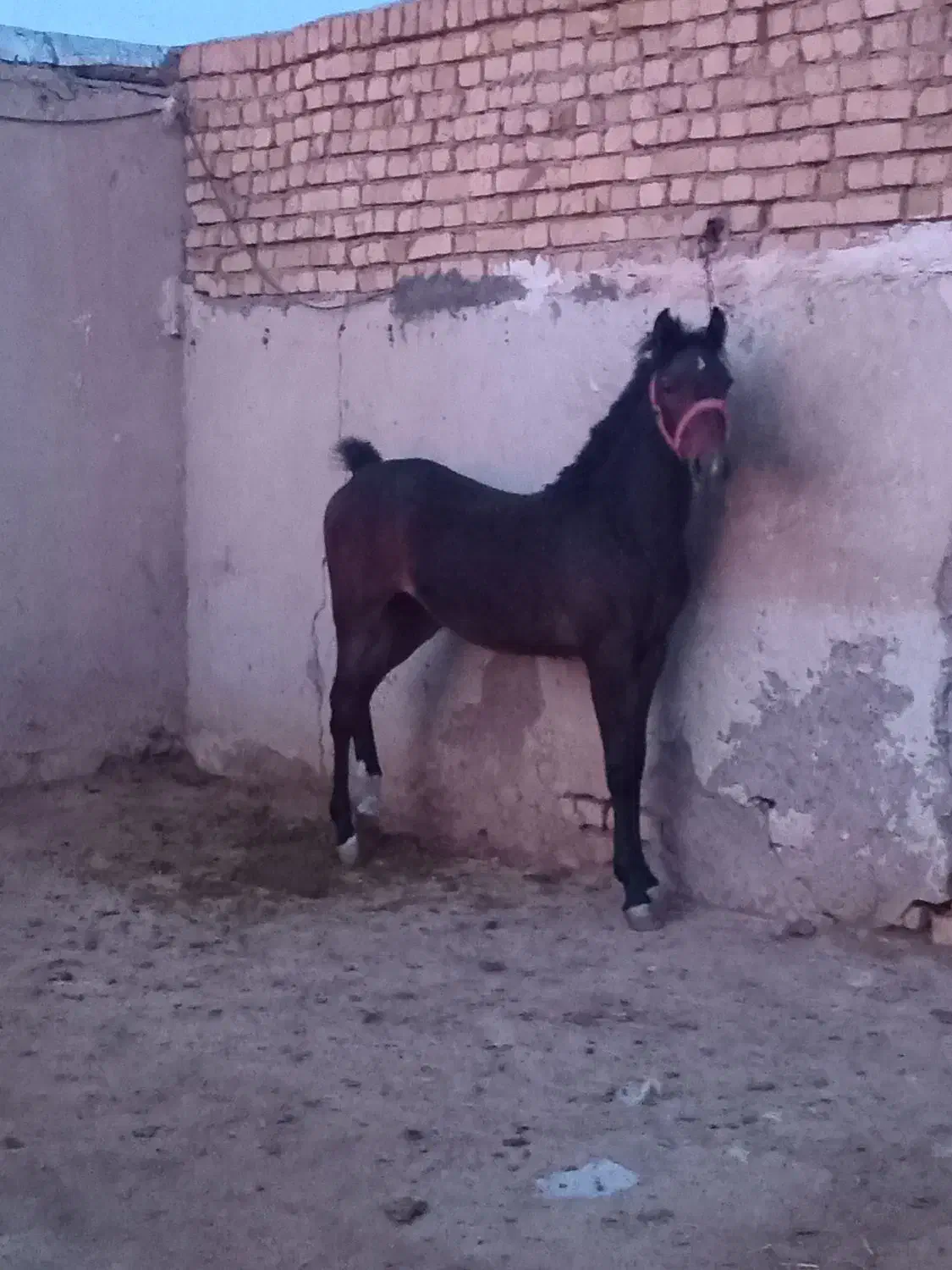 اسب|اسب و تجهیزات اسب‌سواری|برخوار, |دیوار