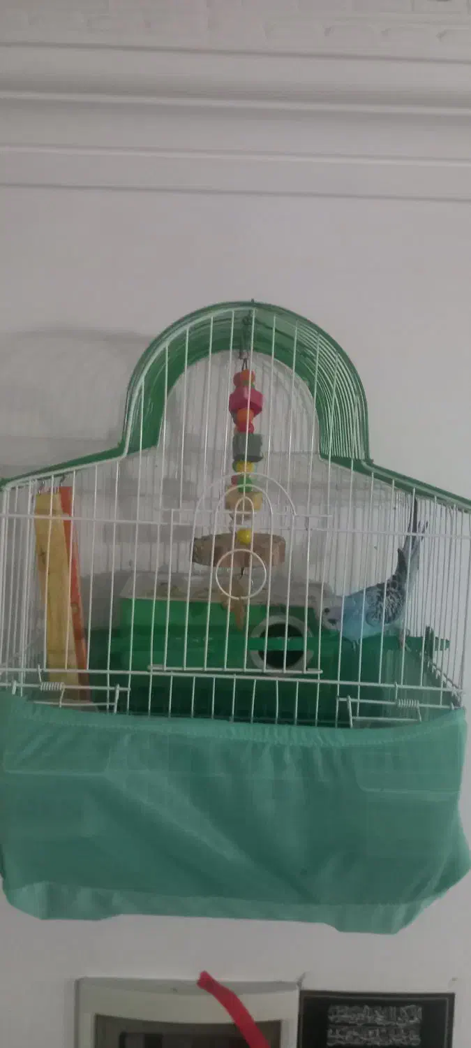 مرغ عشق|پرنده|اردبیل, |دیوار