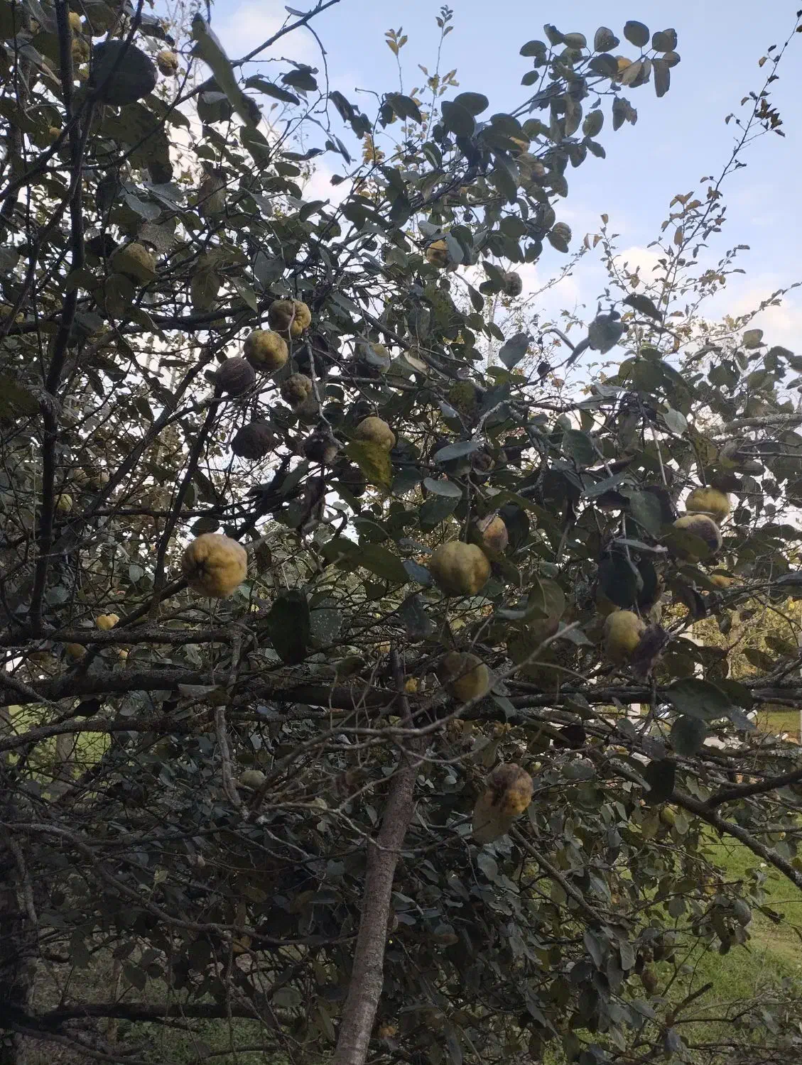 به و دانه به محلی تروتمیز|خوردنی و آشامیدنی|رشت, معلولین|دیوار