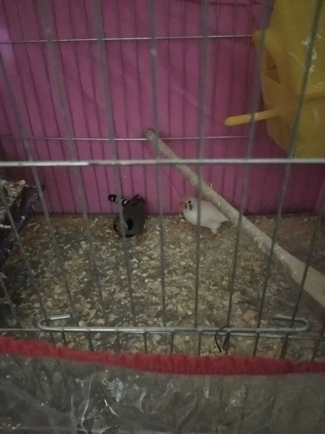 فروش|پرنده|سیرجان, |دیوار