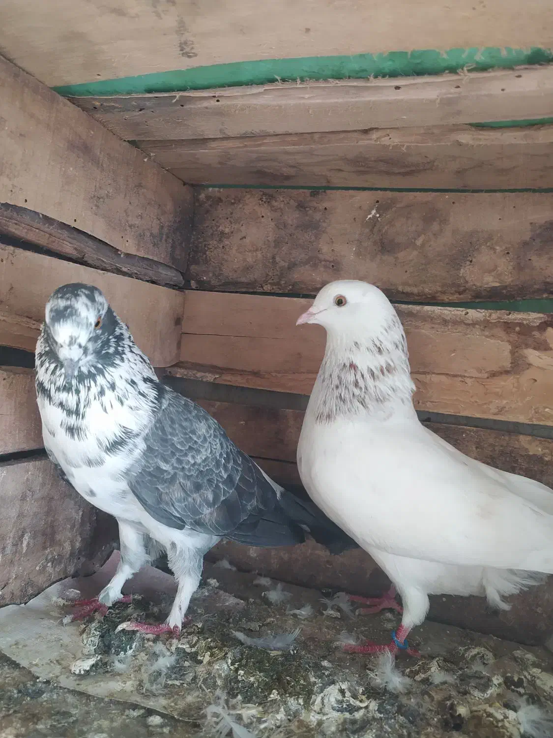 کبوتر غریبگیری|پرنده|سورک, |دیوار