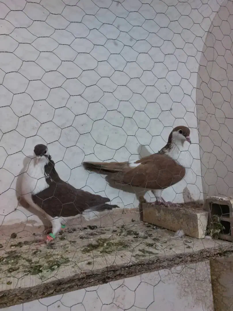 کبوتر اصفهانی|پرنده|یزد, |دیوار