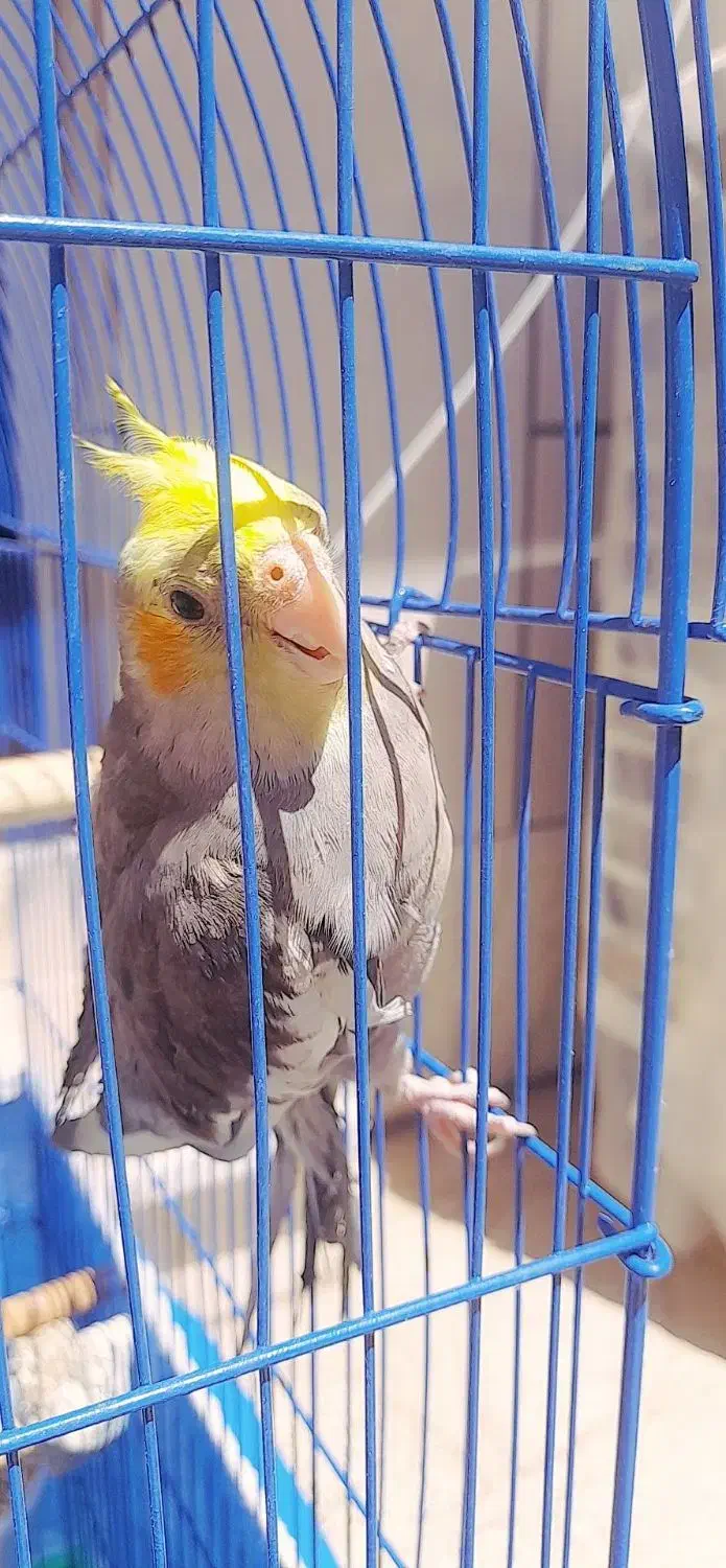 یه عدد عروسی هلندی گم شده درمحدوده خانه کارگر|پرنده|شاهینشهر, شهرک امام رضا|دیوار