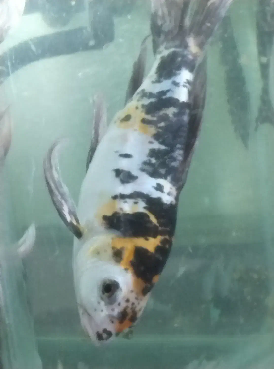 ماهی کوی نژاد دار|ماهی|تهران, ائمه اطهار|دیوار