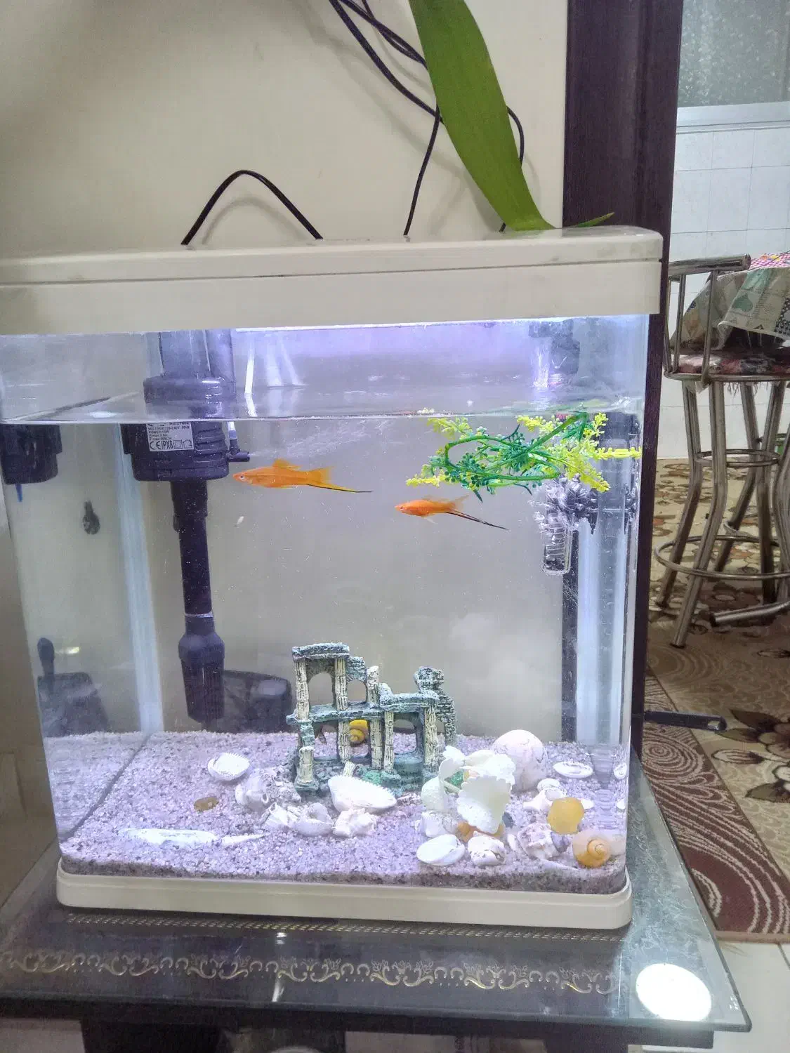 فروش اکواریوم|ماهی|ابریشم, |دیوار