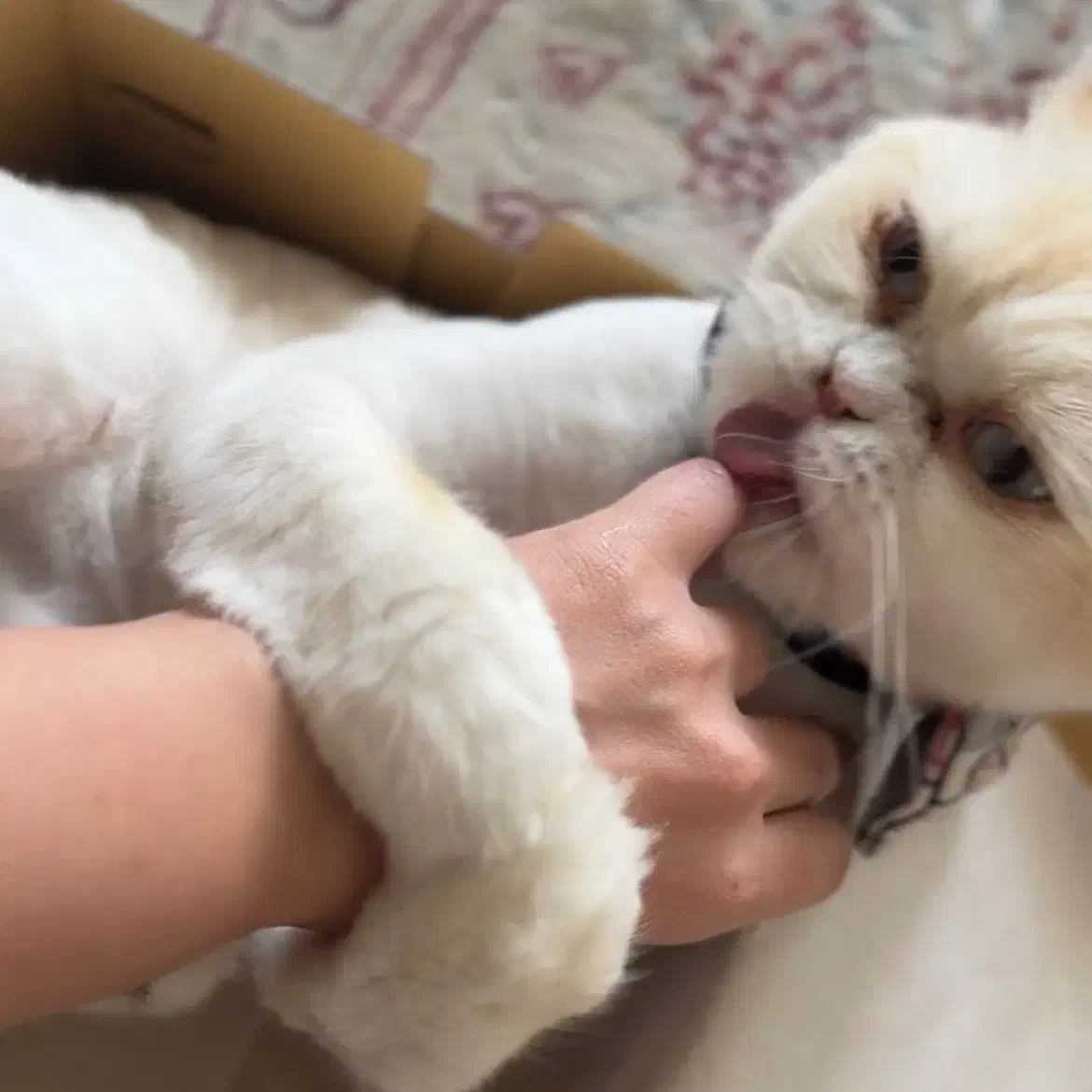 گربه پرشین|گربه|ساری, |دیوار