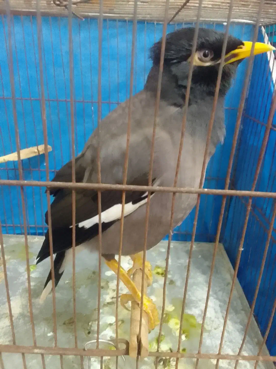 مرغ مینا|پرنده|اسالم, |دیوار