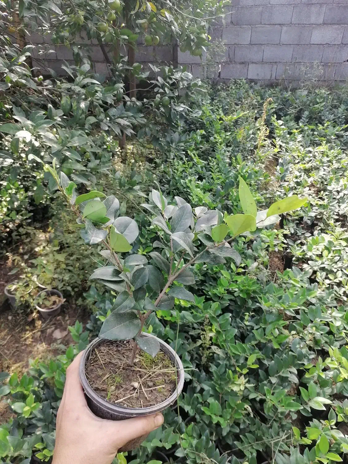 یاس هلندی سطل 3|گل و گیاه طبیعی|نشتارود, |دیوار