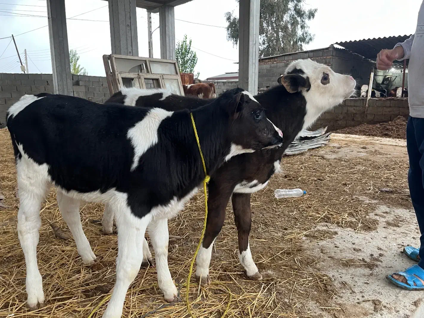 فروشی دوتا گوساله|حیوانات مزرعه|سیمین شهر, |دیوار