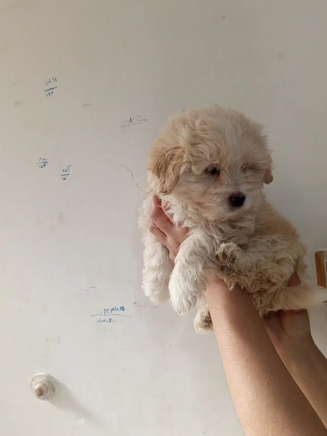 چهارقلاده توله سگ|سگ|سنندج, |دیوار