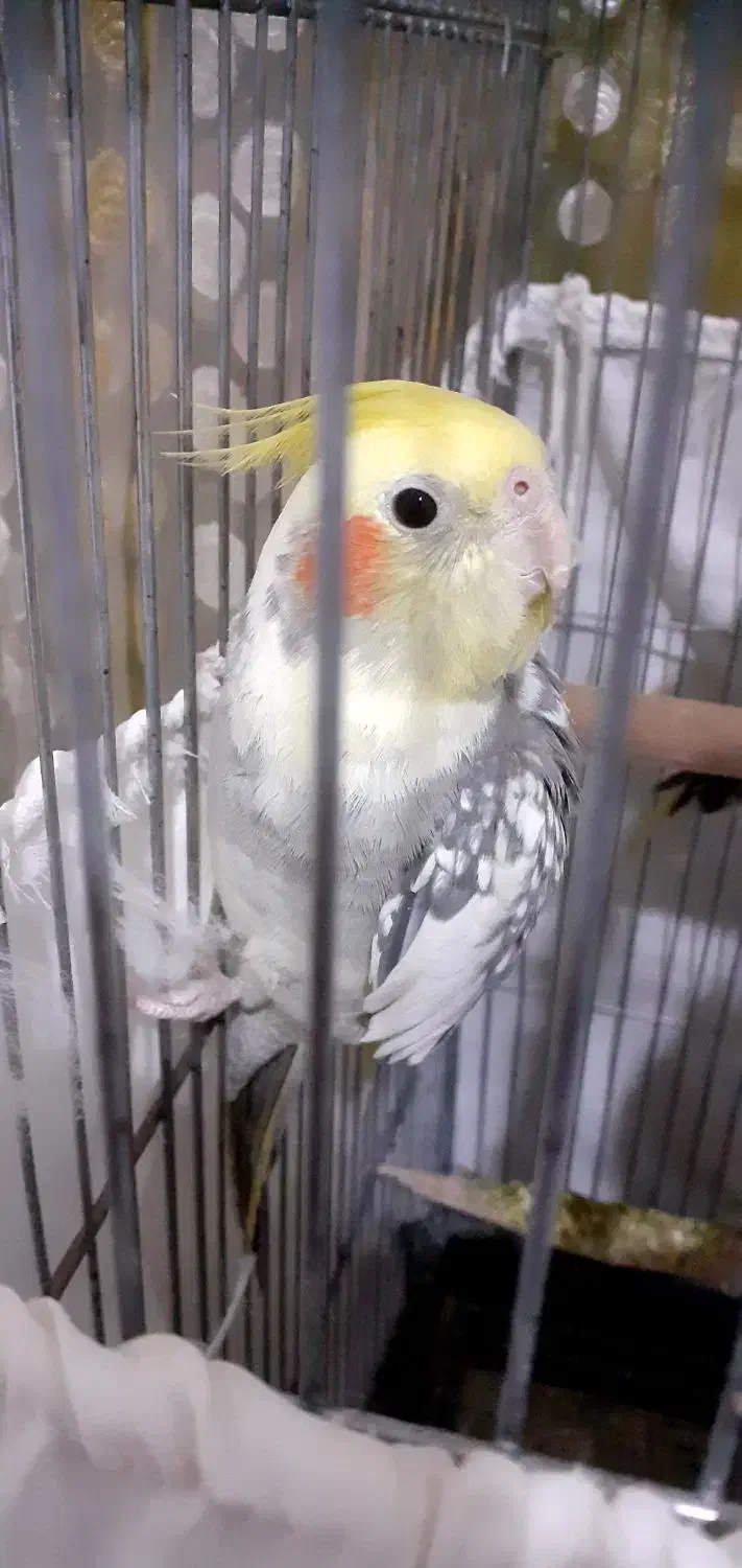 عروس هلندی|پرنده|تهران, مقدم|دیوار