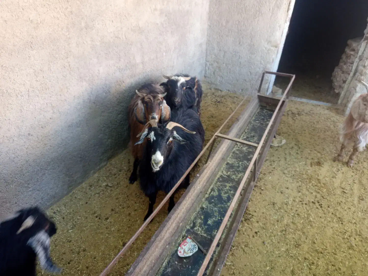 بز محلی|حیوانات مزرعه|قائن, |دیوار