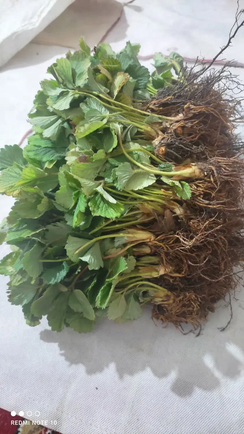 نهال توت فرنگی کاماروس|گل و گیاه طبیعی|خان ببین, |دیوار