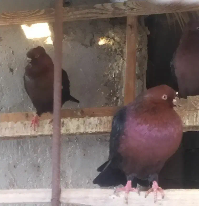 کبوتر ارشینگل|پرنده|برازجان, |دیوار