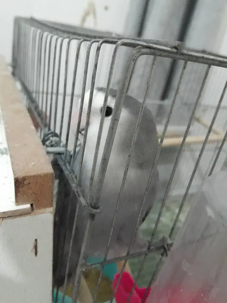 برزیلی و عروس هلندی|پرنده|بندر ماهشهر, |دیوار