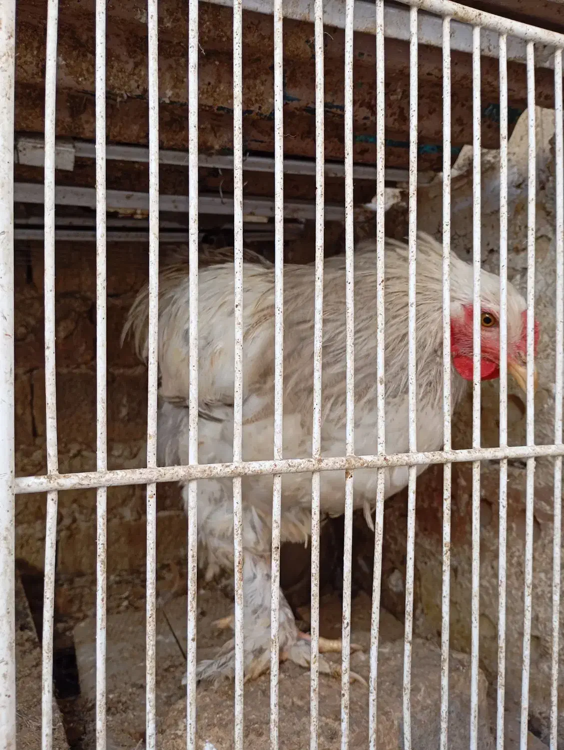 مرغ وخروس برهمای اصیل|حیوانات مزرعه|تربتحیدریه, بالا ولایت|دیوار